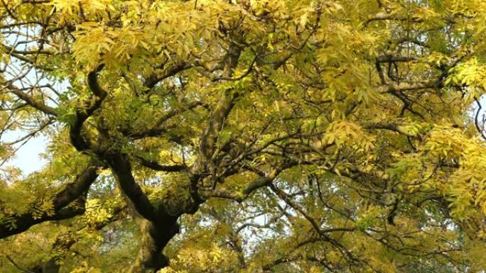黄树，树叶在荷兰森林冯德尔公园的秋风中慢慢沙沙作响