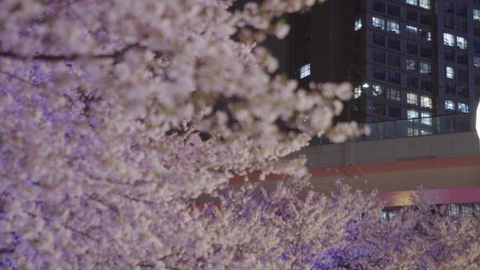 唯美樱花 晚上 夜樱花