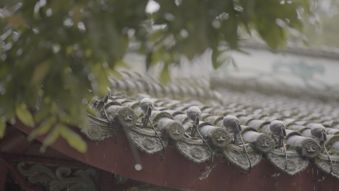 下雨下雨下雨下雨雨水下雨下雨视频谷雨惊蛰