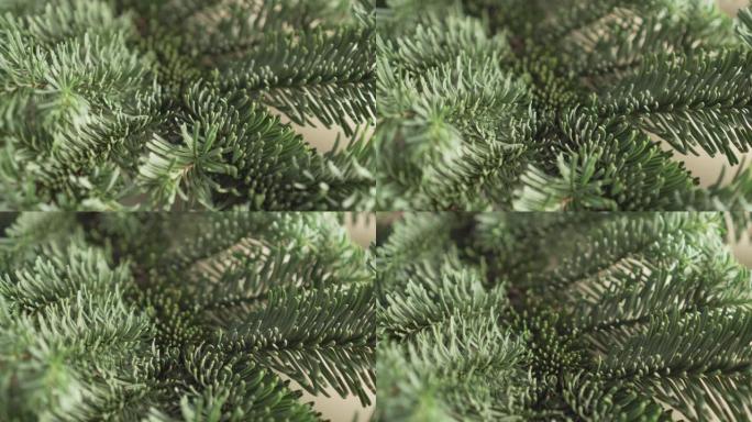 新鲜云杉树枝绿针特写。摄像机跟踪