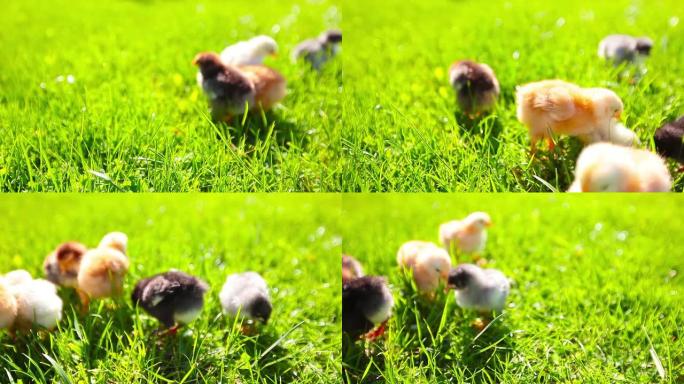 绿色草地上的小鸡绿色草地上的小鸡养鸡