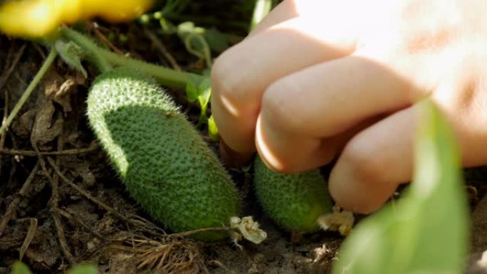 黄瓜灌木的检查。女人的手摘绿色黄瓜。手工收获。在花园里近距离采摘新鲜采摘的绿色黄瓜。