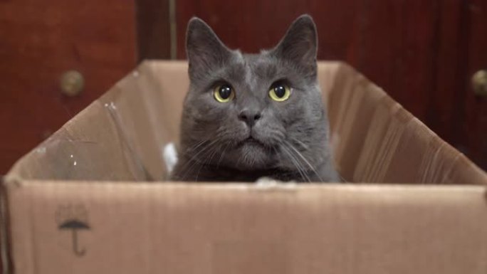 睁大眼睛的灰猫坐在纸板箱里看着相机