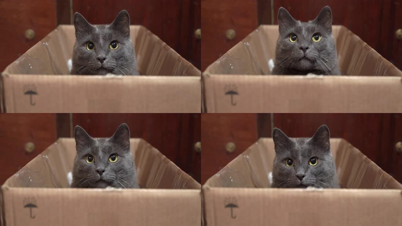 睁大眼睛的灰猫坐在纸板箱里看着相机