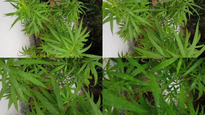大麻植物草药替代药物和cbd石油生产