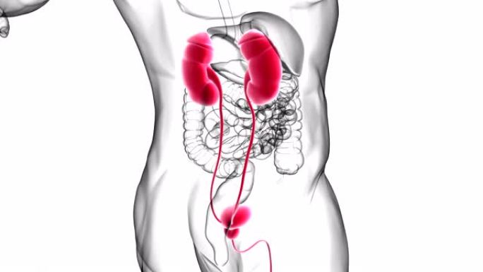 具有膀胱解剖的人体泌尿系统肾脏医学概念3D