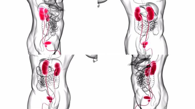 具有膀胱解剖的人体泌尿系统肾脏医学概念3D