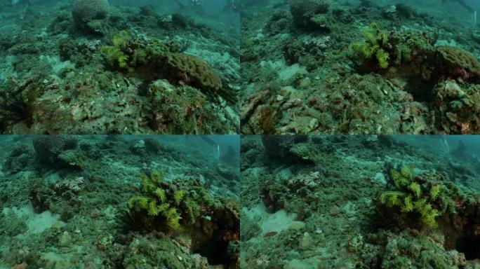 海底的小珊瑚鱼和海百合