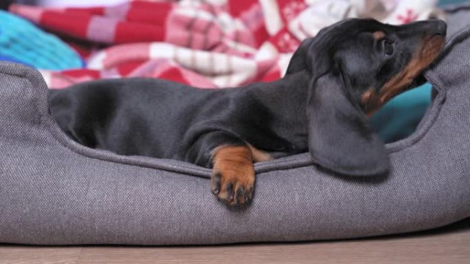 可爱的腊肠犬小狗躺在宠物床上，啃着它的边缘。幼犬的毒牙长出发痒，收养孩子的新成员和家庭。