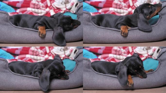 可爱的腊肠犬小狗躺在宠物床上，啃着它的边缘。幼犬的毒牙长出发痒，收养孩子的新成员和家庭。