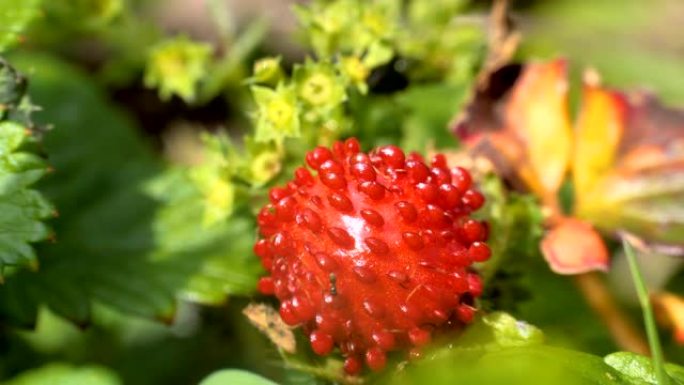 植物红色泡泡花上的苍蝇