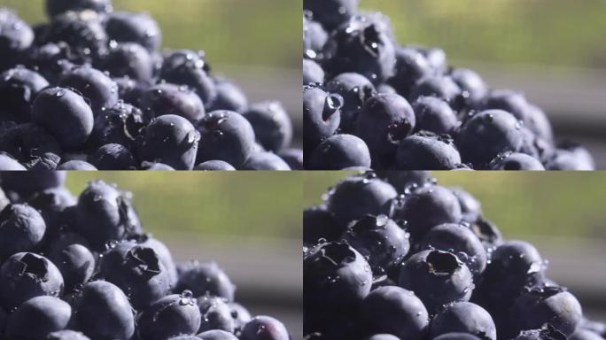 用水滴旋转背景关闭蓝莓。许多成熟的蓝莓都关闭了。有机健康食品。