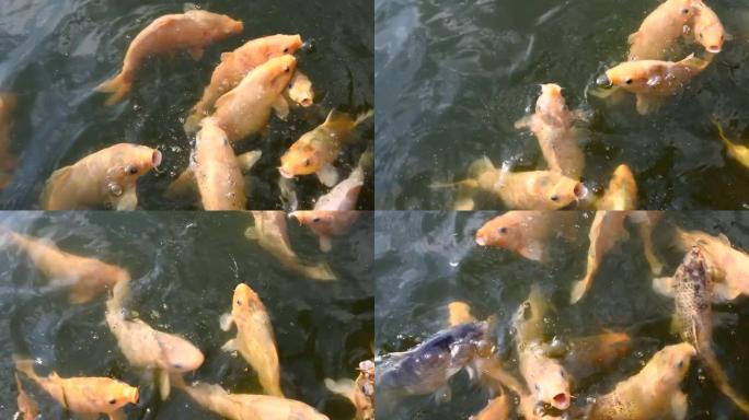 人工池塘养鱼