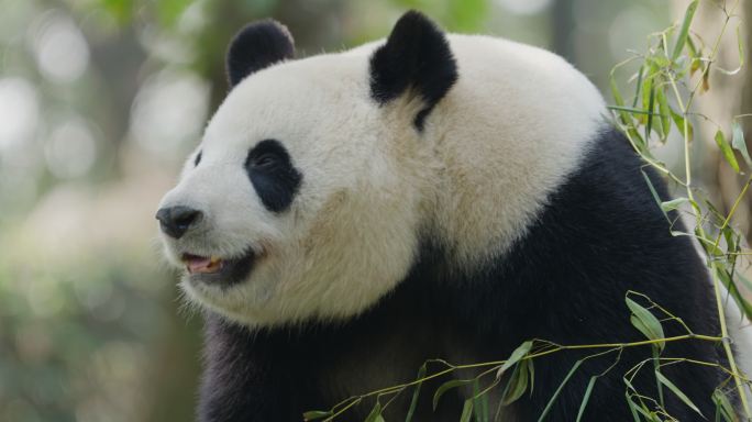国宝大熊猫打哈欠特写镜头