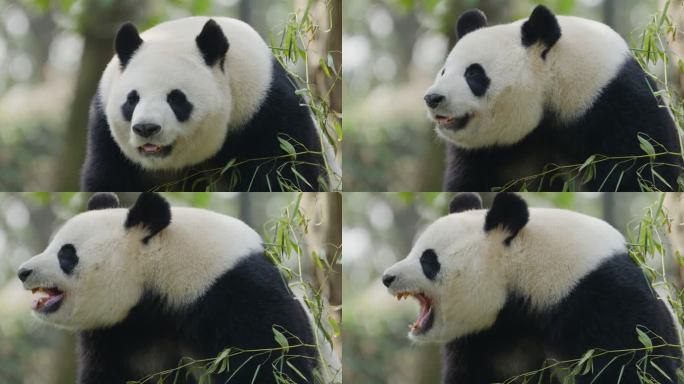 国宝大熊猫打哈欠特写镜头