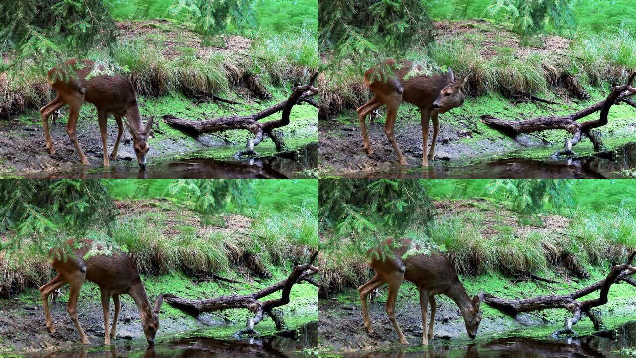 森林里的ro，Capreolus capreolus。野鹿从池塘里喝水