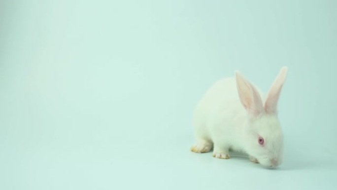 4k视频，白色背景上的可爱白兔概念