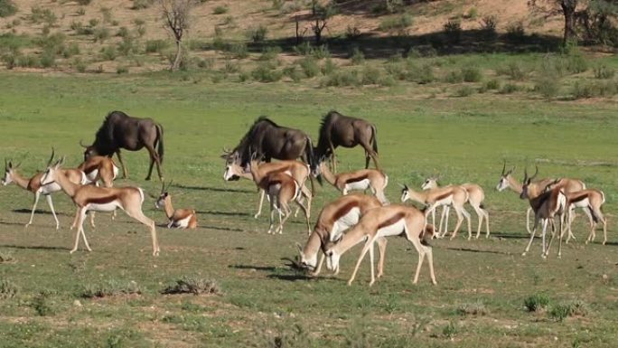 南非卡拉哈里的跳羚羚羊群和蓝色牛羚饲养