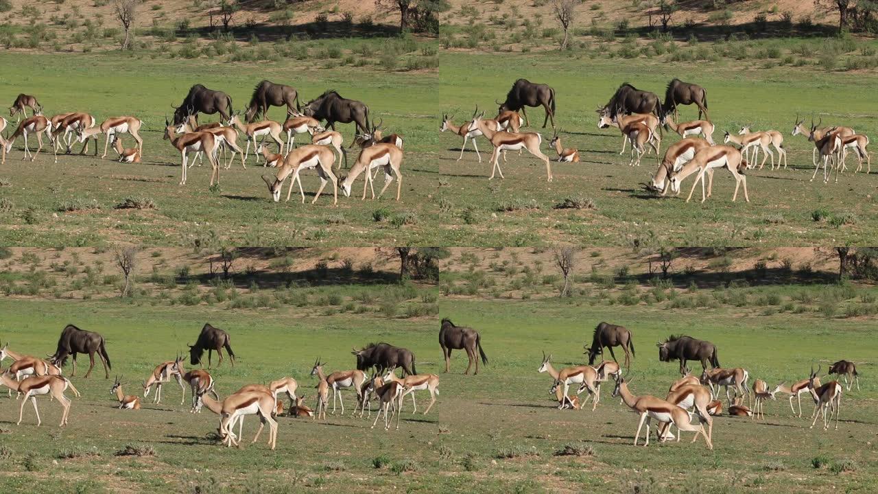 南非卡拉哈里的跳羚羚羊群和蓝色牛羚饲养