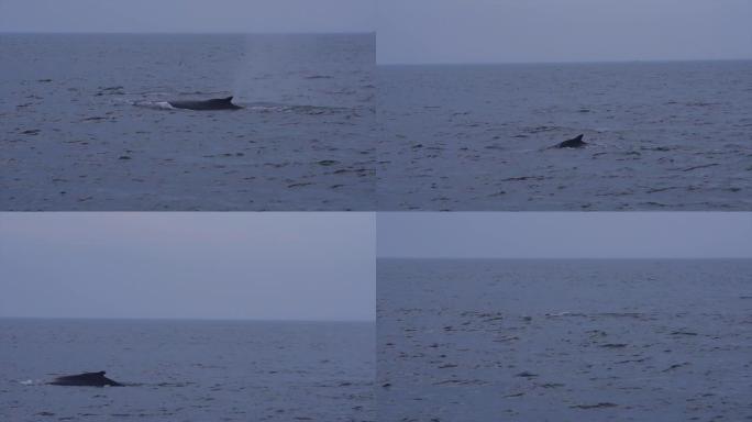 在大西洋观赏鲸鱼。