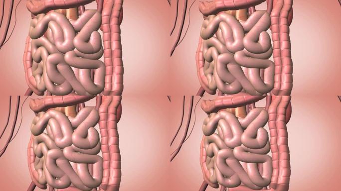个人肠道特写医药课程片头人体消化系统肠道