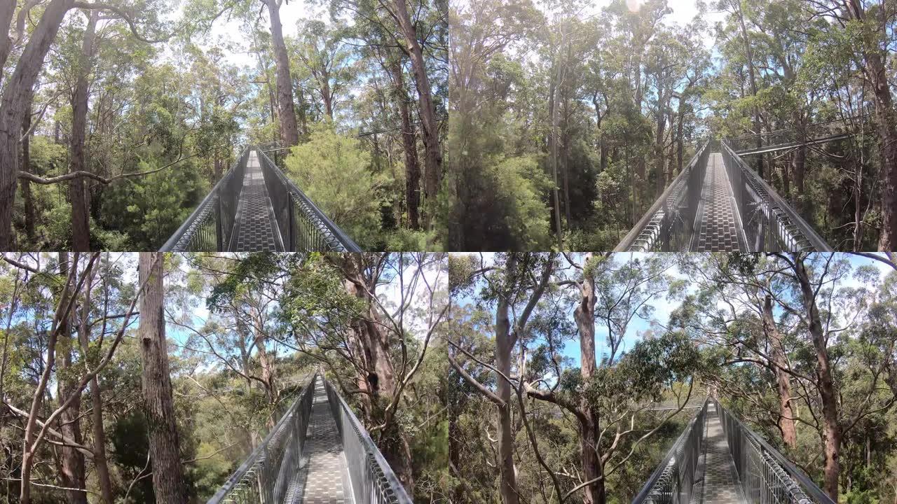 巨人树顶的小巷走过地球上最大的木材巨人-西澳大利亚州雄伟的刺耳树。