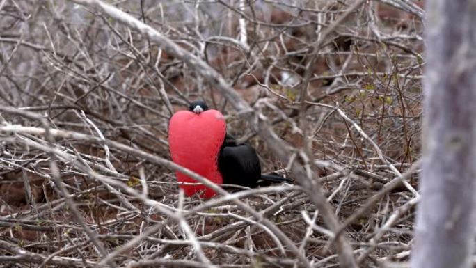 雄性护卫舰鸟与扩大的红色邮袋调查环境