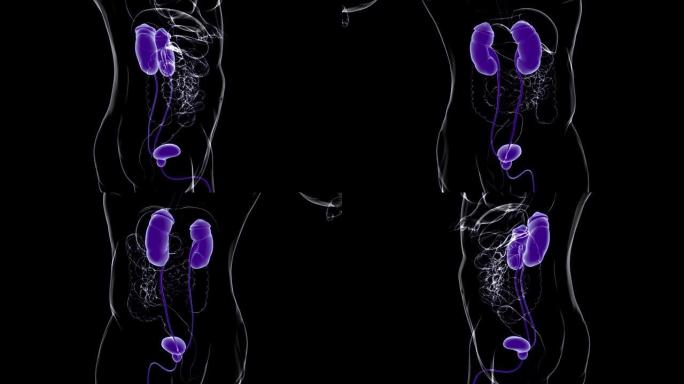 具有膀胱解剖的人体泌尿系统肾脏医学概念3D