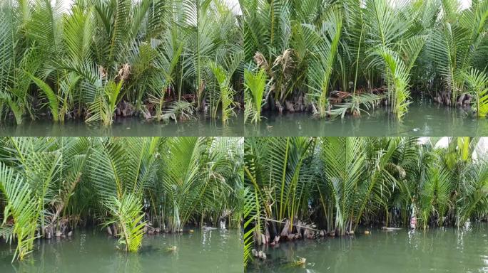 运河中的棕榈树