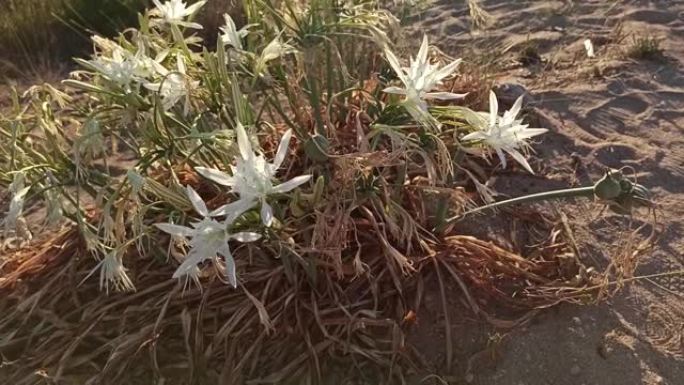 盐湖中的Pancratium maritimum或海水仙花，称为Salina dei Monaci，