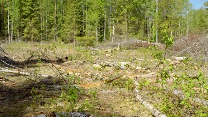 森林里地面上破碎和砍伐的原木