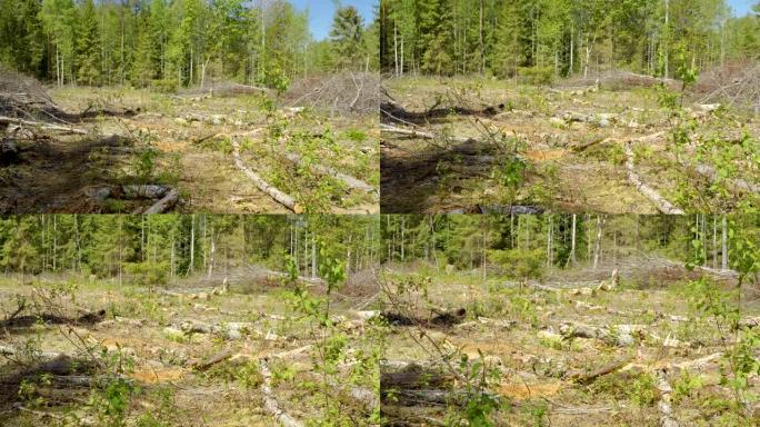 森林里地面上破碎和砍伐的原木