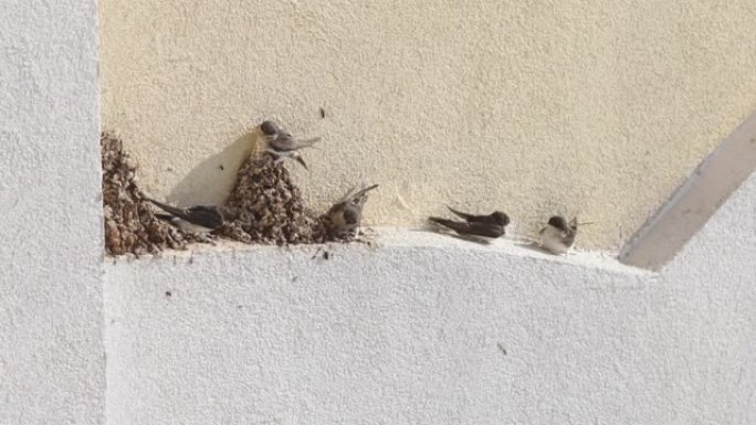 在一个阳光明媚的秋天早晨，成年和幼鸟在建筑物外墙上的巢穴附近吞下。