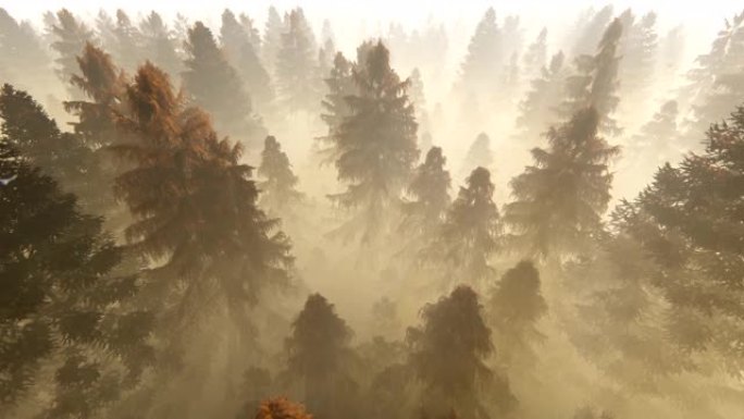 在秋天的松树林上飞行，抵御有雾的早晨的阳光，4k
