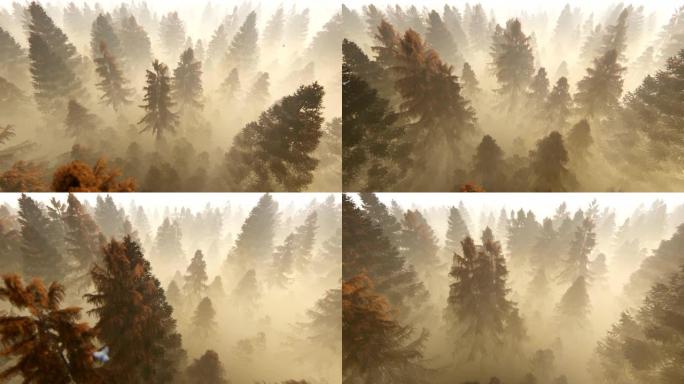 在秋天的松树林上飞行，抵御有雾的早晨的阳光，4k