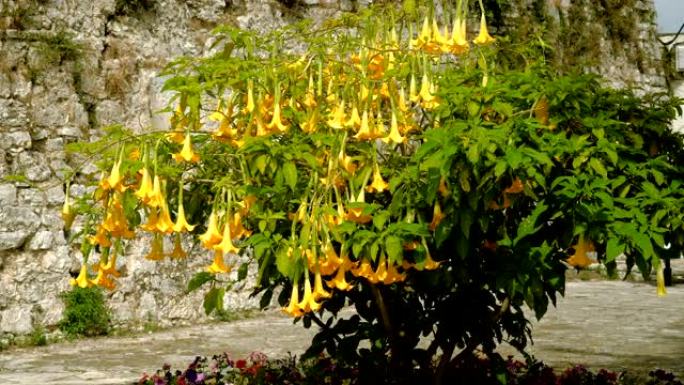 盛开的树，有鲜艳的黄色花朵，名为brugmansia。希腊。4K