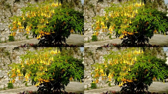 盛开的树，有鲜艳的黄色花朵，名为brugmansia。希腊。4K
