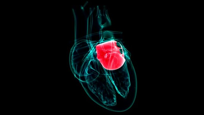 心脏解剖右心房医学概念3D