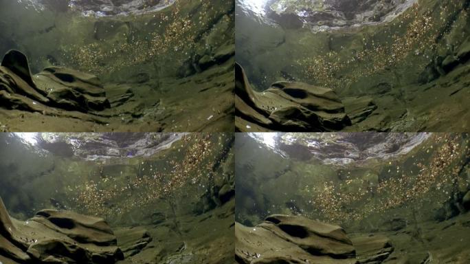 Verzasca河的水下景观。在巨大光滑的石头背景下。