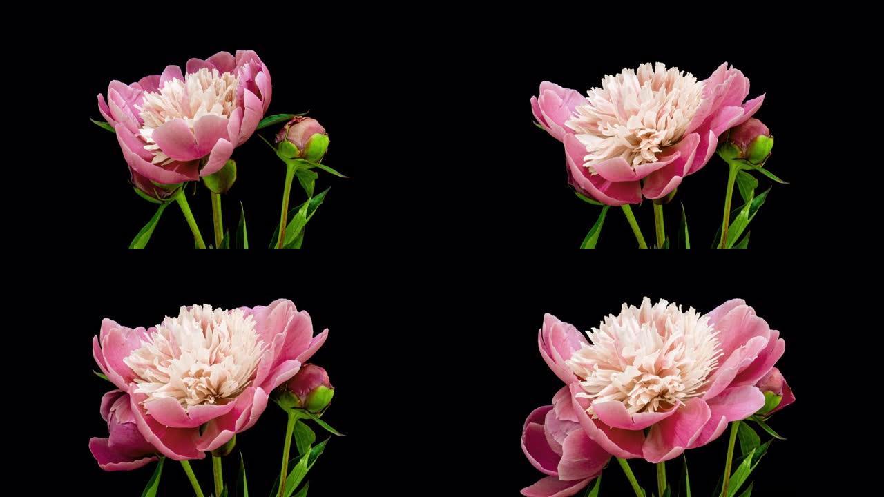 黑色背景上盛开的粉红色牡丹的延时花束。盛开的牡丹花朵打开，特写。婚礼背景，情人节。4K UHD视频。