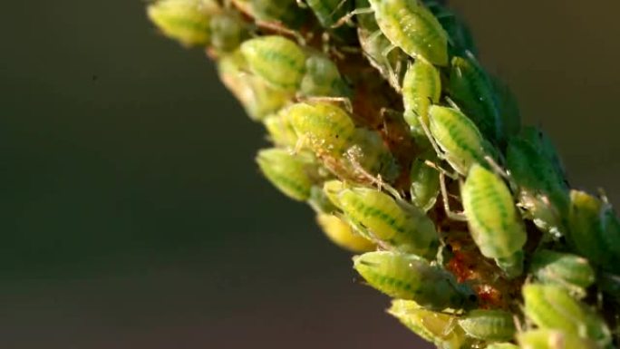 茎上绿色蚜虫的宏观拍摄。蚜虫。