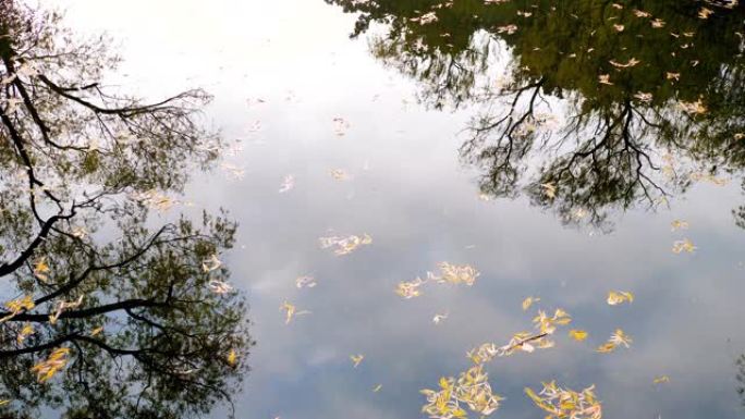 黄色的叶子漂浮在宁静的湖上，树木在微风中倒影，4k镜头，实时。