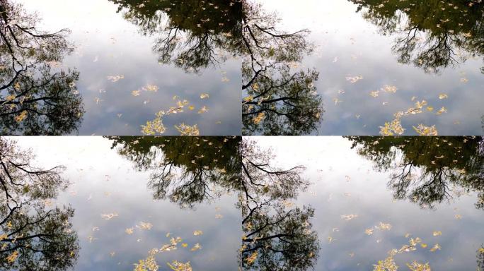 黄色的叶子漂浮在宁静的湖上，树木在微风中倒影，4k镜头，实时。