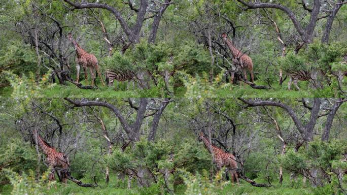 南非大草原上的斑马和长颈鹿。大自然中的美丽时刻 -- 动物和野生动物概念
