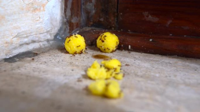 毒黄球对抗恶心的蚂蚁。用有毒食物逃逸的蚂蚁特写。在家与家庭害虫作斗争