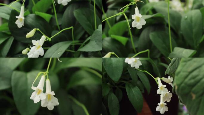 白色大根报春苣苔花小白花色花朵