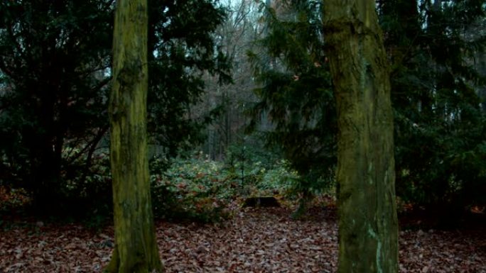 黑暗森林秋天寒冷的早晨路径令人毛骨悚然的心情