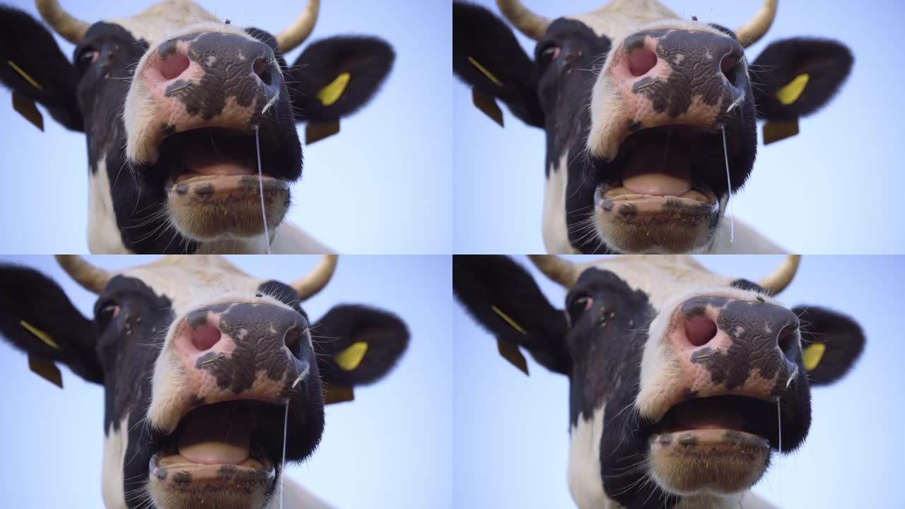 天空背景下的牛头特写。奶牛慢动作咀嚼草胶。农场和牲畜
