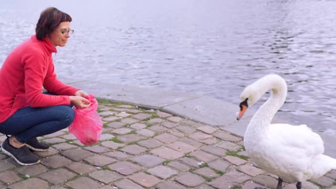 环境概念。一个年轻的女人在池塘或河堤上喂天鹅。人与动物之间的友谊。野生动物中的鸟类。城市中的自然。特