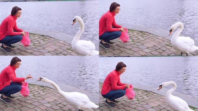 环境概念。一个年轻的女人在池塘或河堤上喂天鹅。人与动物之间的友谊。野生动物中的鸟类。城市中的自然。特